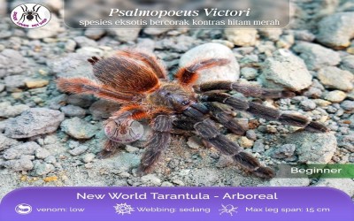 Tarantula Psalmopoeus victori / Mexican Half-and-half Tarantula / Darth Maul Tarantula / Darth Maul Spider / Half and Half Tarantula - Sling